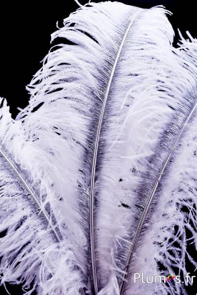 Strauß mit silbernem Federkiel – 50-60 cm – weiss